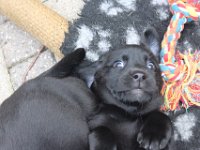 Alma