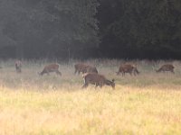 IMG 0938